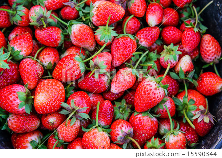 Fresh strawberries 15590344