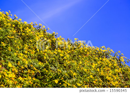 Landscape,Mexican sunflower weed  15590345