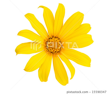 Mexican sunflower isolated on white background Mexican sunflower isolated on white background 15590347