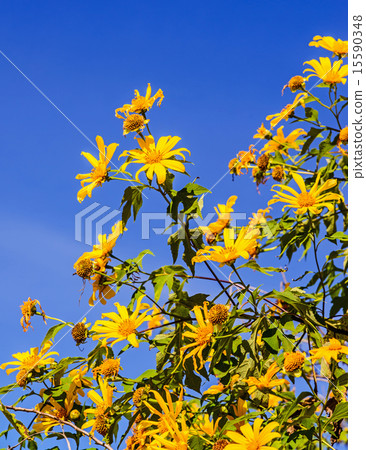 Mexican sunflower on blue sky background 15590348