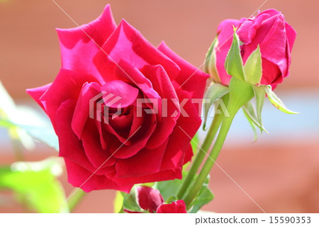 羅斯邁克 15590353