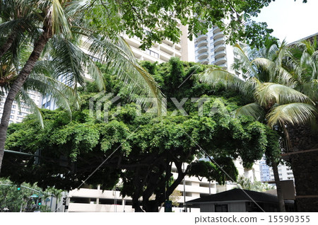 夏威夷夏威夷夏威夷 15590355