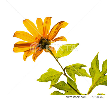 Mexican sunflower or Tithonia diversifolia  15590360