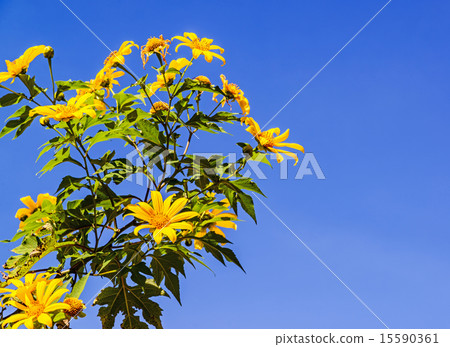 Mexican sunflower on blue sky 15590361