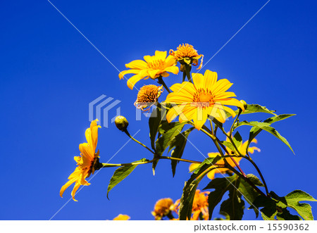 Mexican sunflower on blue sky 15590362