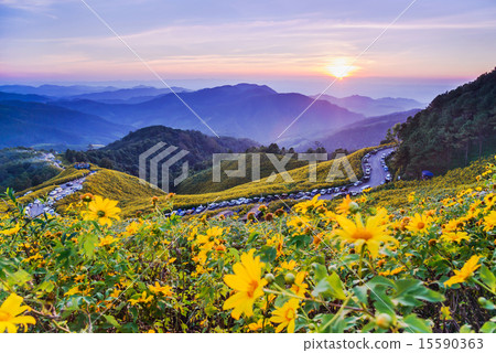 Mexican sunflower weed valley in Thailand. 15590363