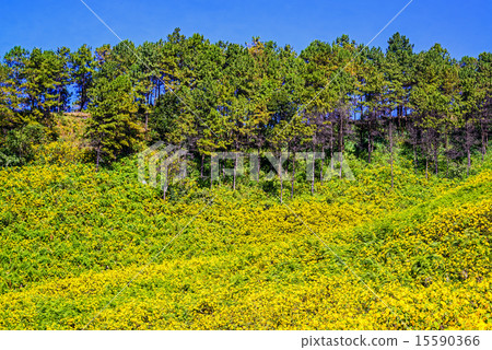 Mexican sunflower weed valley in Thailand. Mexican sunflower weed valley in Thailand. 15590366
