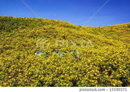 Mexican sunflower weed valley in Thailand. 15590371