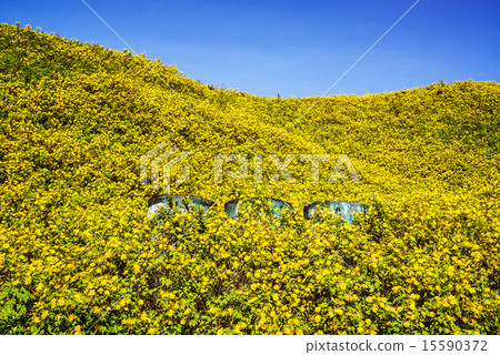 Mexican sunflower weed valley in Thailand. 15590372