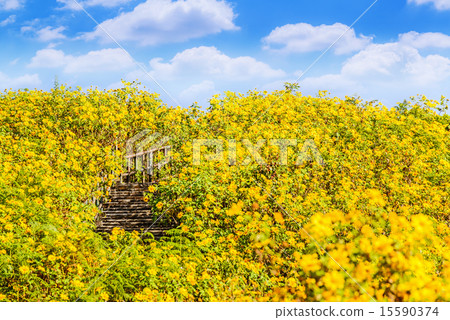 Mexican sunflower weed valley in Thailand. 15590374