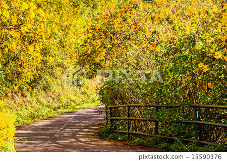 Mexican sunflower weed valley in Thailand. Mexican sunflower weed valley in Thailand. 15590376