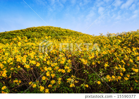 Mexican sunflower weed valley in Thailand. 15590377