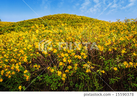 Mexican sunflower weed valley in Thailand. 15590378