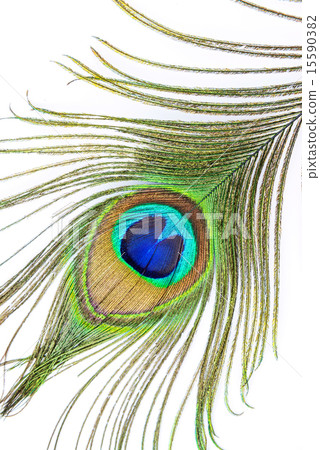 Peacock feather on white background Peacock feather on white background 15590382