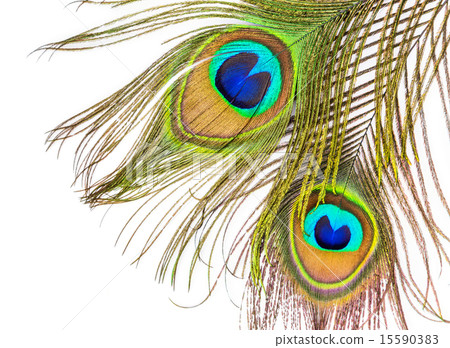 Peacock feathers on white background Peacock feathers on white background 15590383