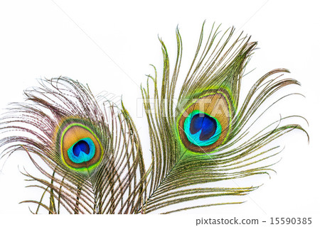 Peacock feathers on white background Peacock feathers on white background 15590385