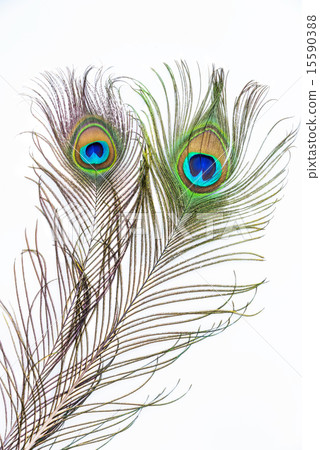 Peacock feathers on white background Peacock feathers on white background 15590388