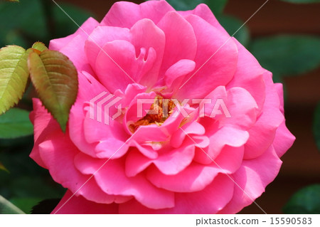 女王玫瑰安托瓦內特 15590583