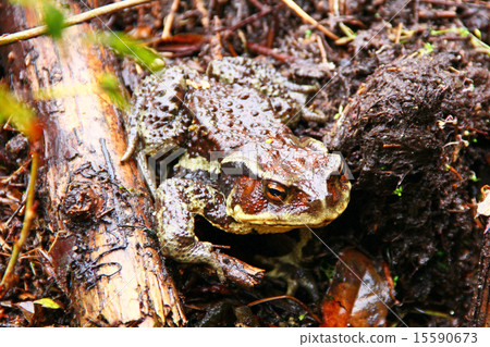 Toad Toad 15590673