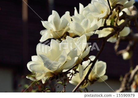 Magnolia 15590979