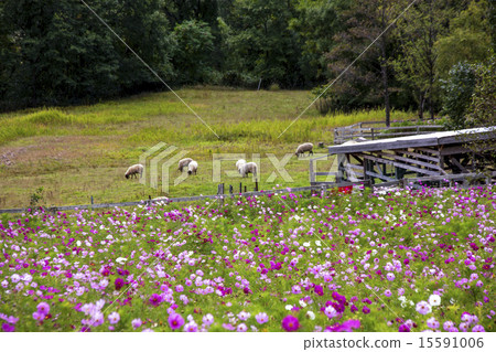 牧場 15591006