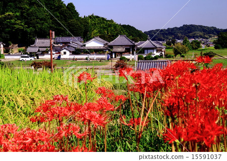 Asukaji (Asuka village) A cluster amaryllis that blooms around Asukaji (Asuka village) A cluster amaryllis that blooms around 15591037