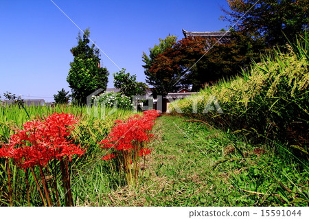 Asukaji（明日香村）一簇簇的孤挺花 15591044