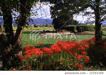 Higanbana flower blooming around the site of this Yakushiji temple (Kashihara city) 15591309