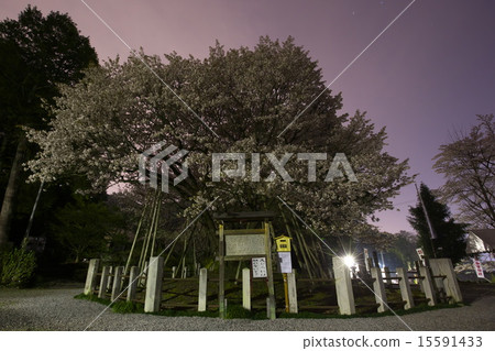 Lieutenant General Hime vows Sakura 15591433