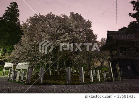 Lieutenant General Hime vows Sakura 15591435