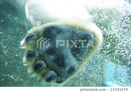 Polar bear's foot soles Polar bear's foot soles 15591474