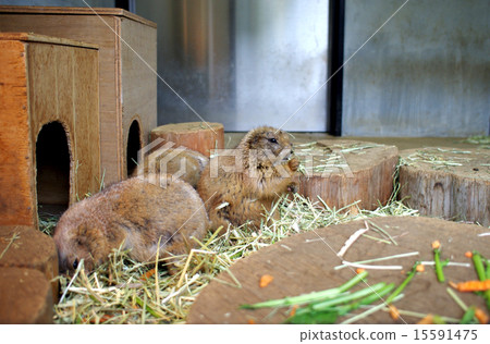 草原土撥鼠的膳食景觀 草原土撥鼠的膳食景觀 15591475
