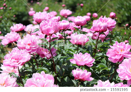 牡丹（不二雄女孩） 15591595