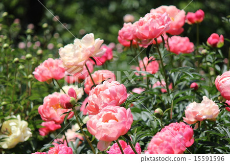 牡丹（珊瑚魅力） 15591596