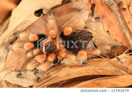 墨西哥紅膝蓋 15591679