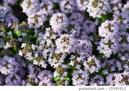 Longitude cowris time Longitude cowris time 15591912