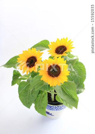Sunflower potted plant Sunflower potted plant 15592035