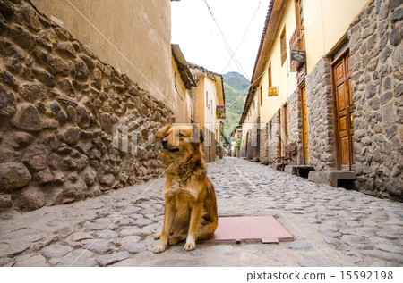 Stray dog 15592198