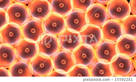 cells large size - Stock Illustration [15592281] - PIXTA
