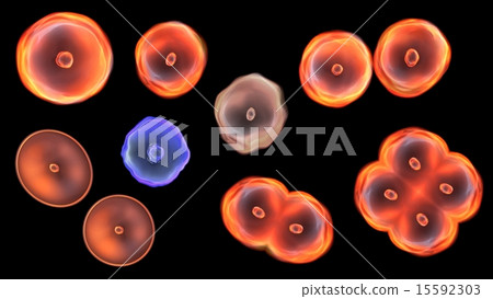 type of cells type of cells 15592303