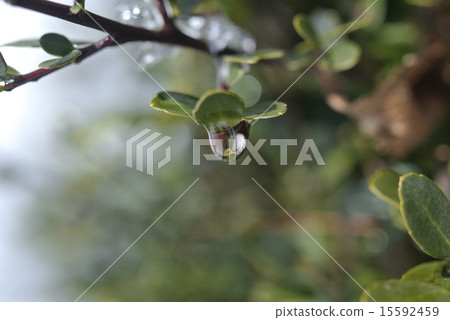 The hedge of a boxwood character on a warm day in winter 15592459