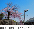 Sakura on the stone wall 15592599