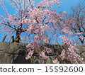 Cherry blossoms looking up from under the stone wall 15592600