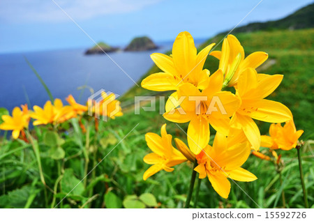 Sado Ono Tortoise licorice(新潟縣佐渡市) Sado Ono Tortoise licorice(新潟縣佐渡市) 15592726