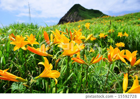 Sado Ono Tortoise licorice (Sado city, Niigata Prefecture) Sado Ono Tortoise licorice (Sado city, Niigata Prefecture) 15592728