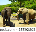 2 elephants 15592803