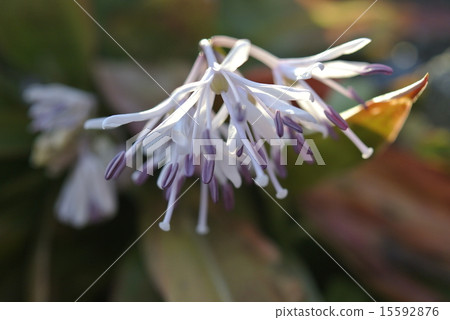 Hakama in the evening 15592876