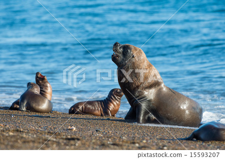 Male sea lion seal portrait on the beach Male sea lion seal portrait on the beach 15593207