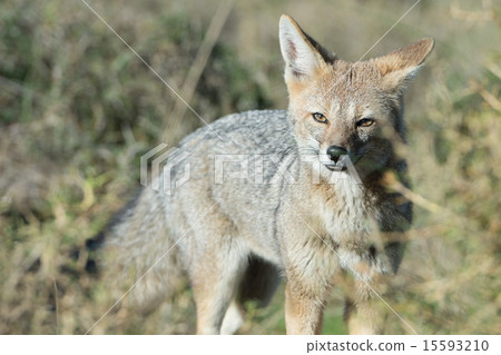 grey fox hunting on the grass grey fox hunting on the grass 15593210