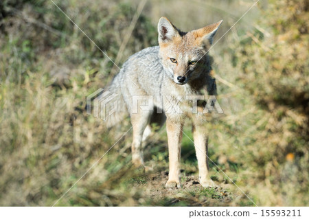 grey fox hunting on the grass grey fox hunting on the grass 15593211
